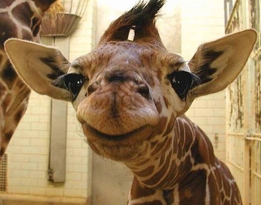 baby giraffe facebook photo